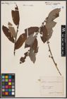 Foto von Salix caprea L. x Salix cinerea L.